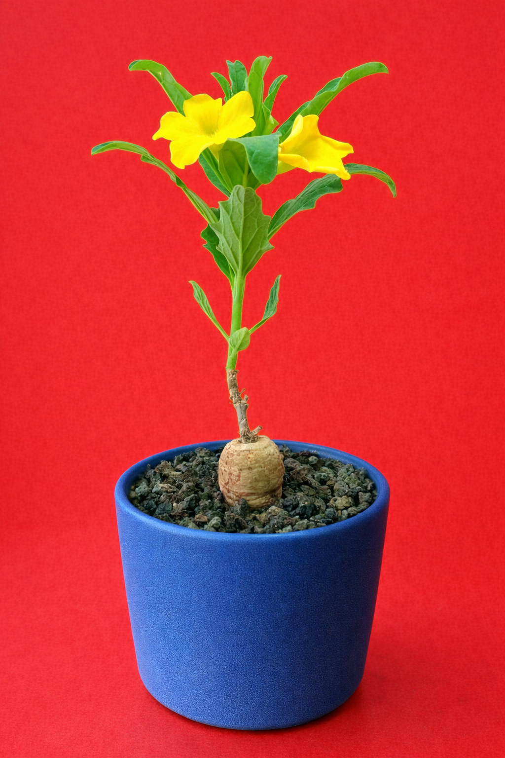 Plante succulente Pterodiscus ruspolii avec fleurs jaunes et caudex dans un pot bleu