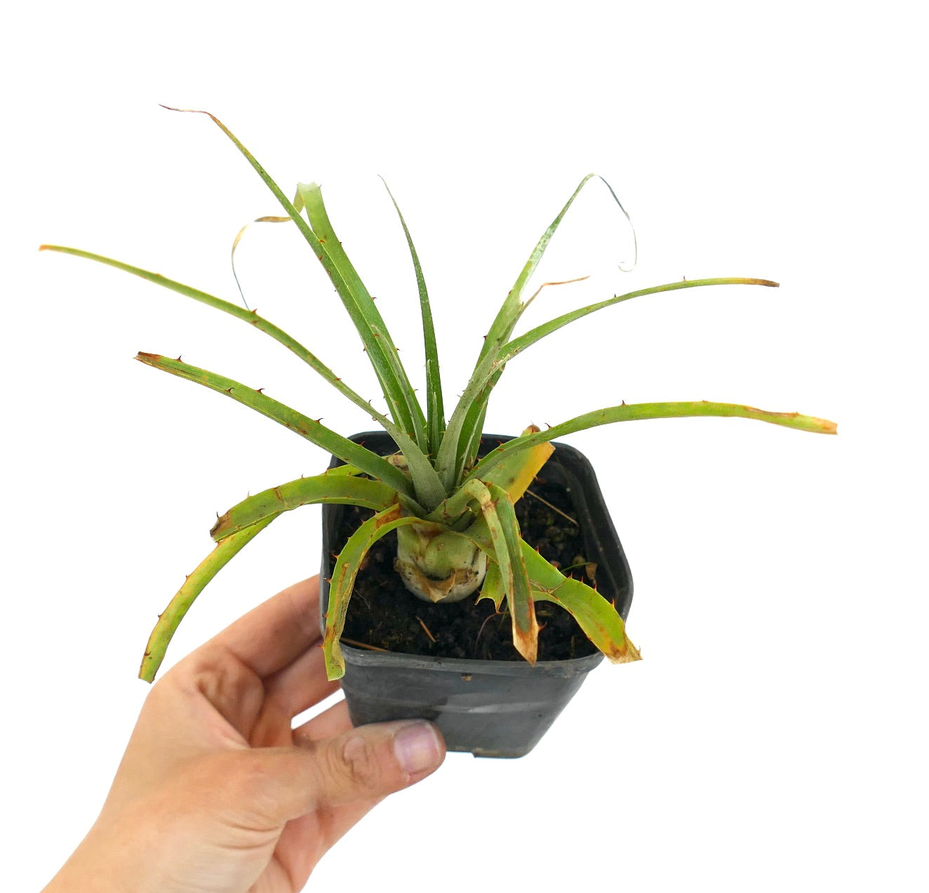 Puya raimondii GG7