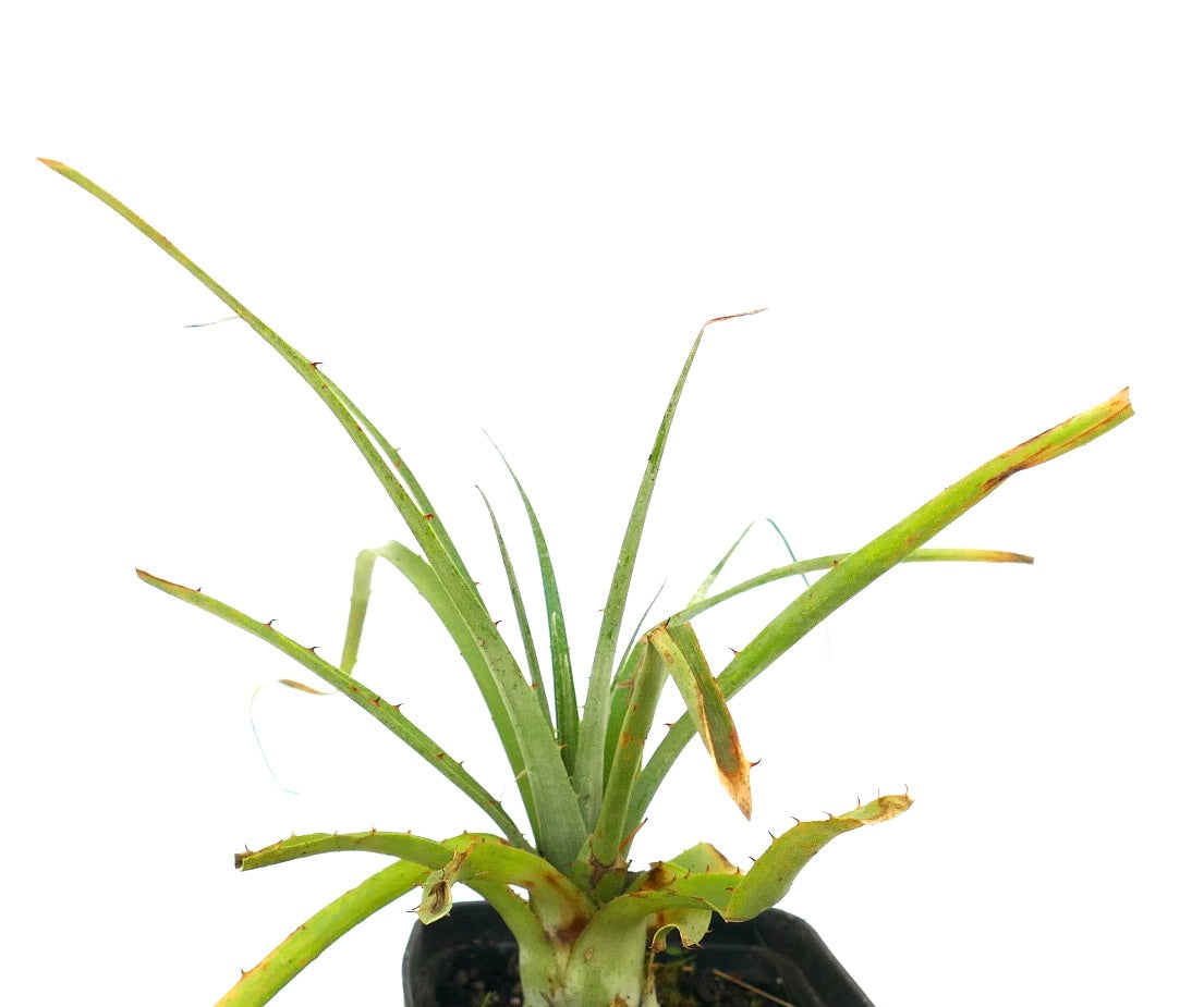 Puya raimondii GG7
