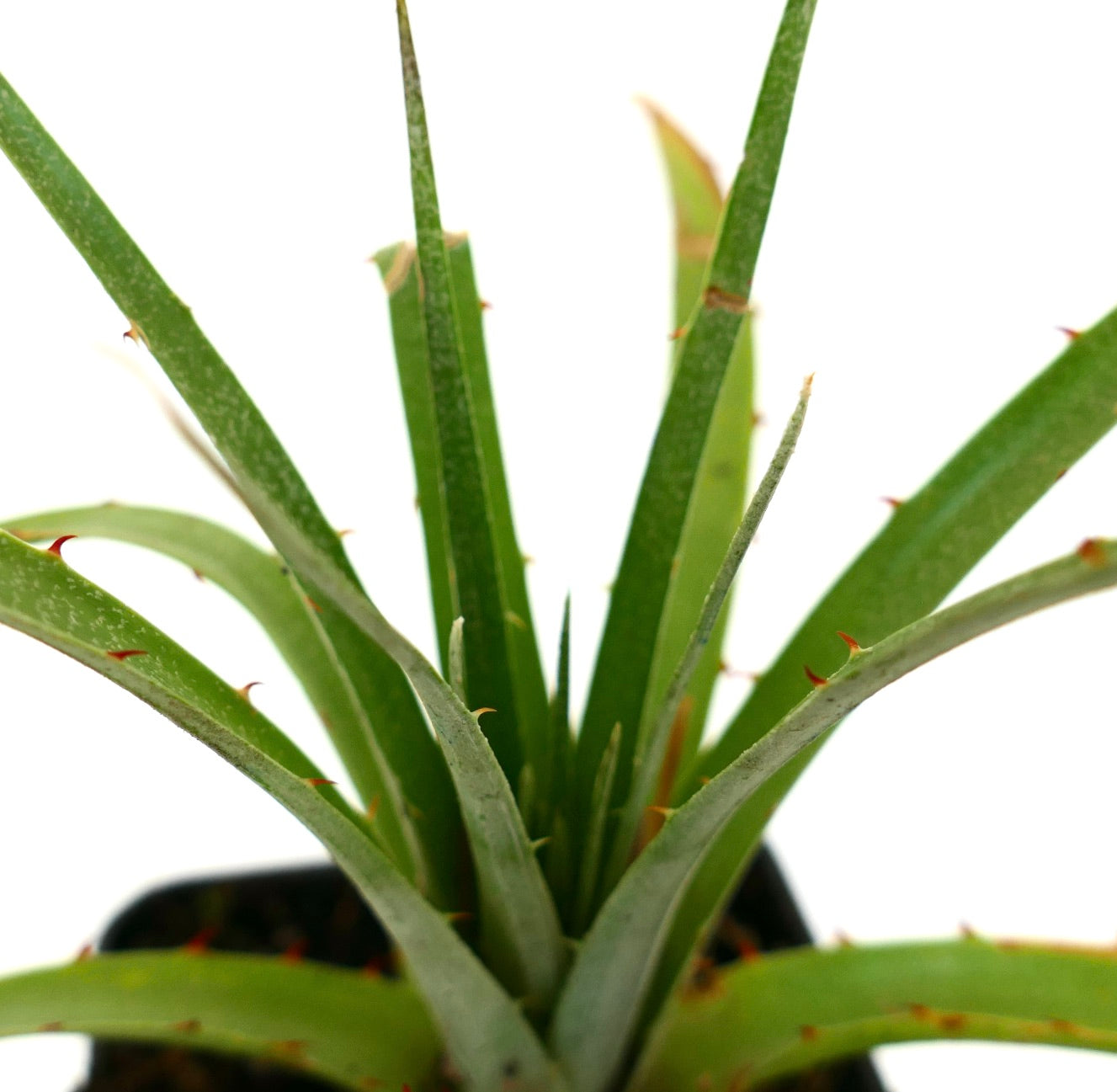 Puya raimondii LO91Y