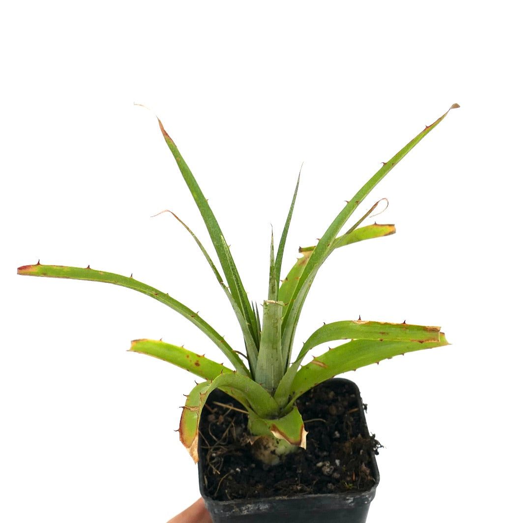 Puya raimondii LO91Y