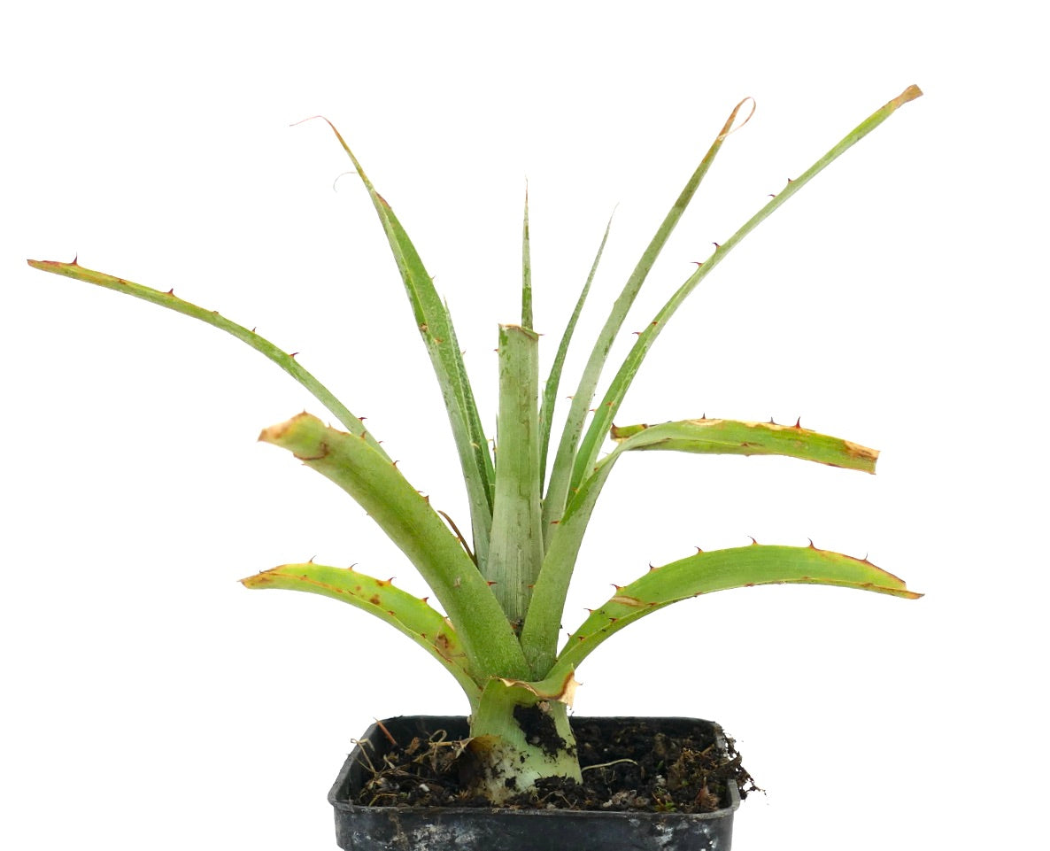 Puya raimondii LO91Y