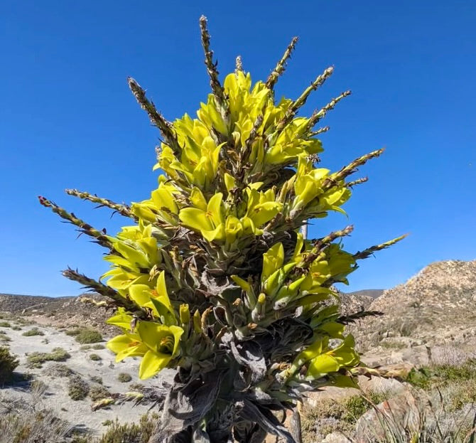 Puya chilensis plante succulente haute avec des fleurs jaune vif denses et des feuilles épineuses dans le désert