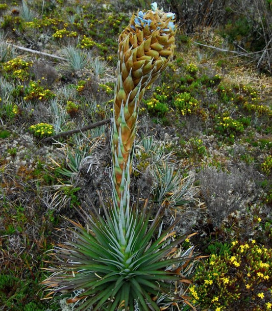 Puya dasylirioides (Cerro de la Muerte, Costa Rica) 5-15cm