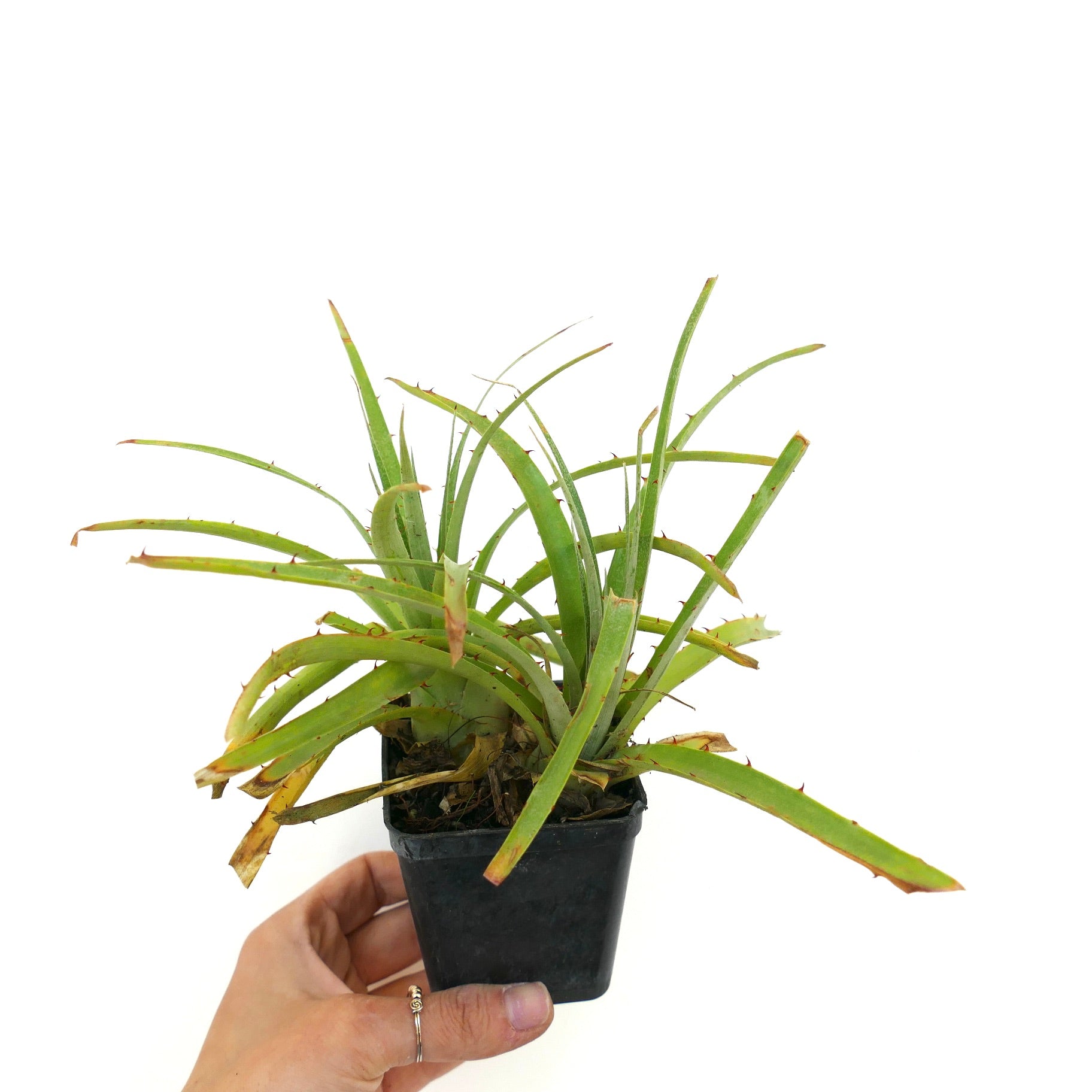 Puya raimondii succulent with long spiny green leaves in small black pot held by hand
