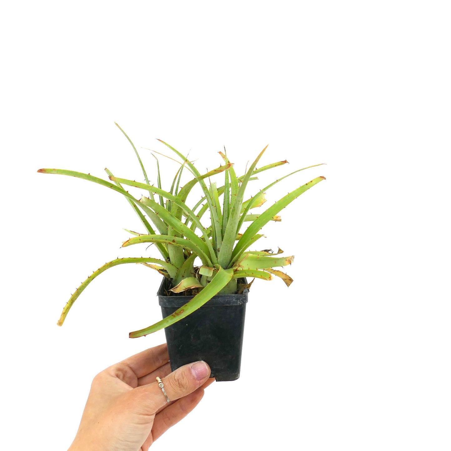 Puya raimondii succulent plant with long spiky green leaves in black plastic pot