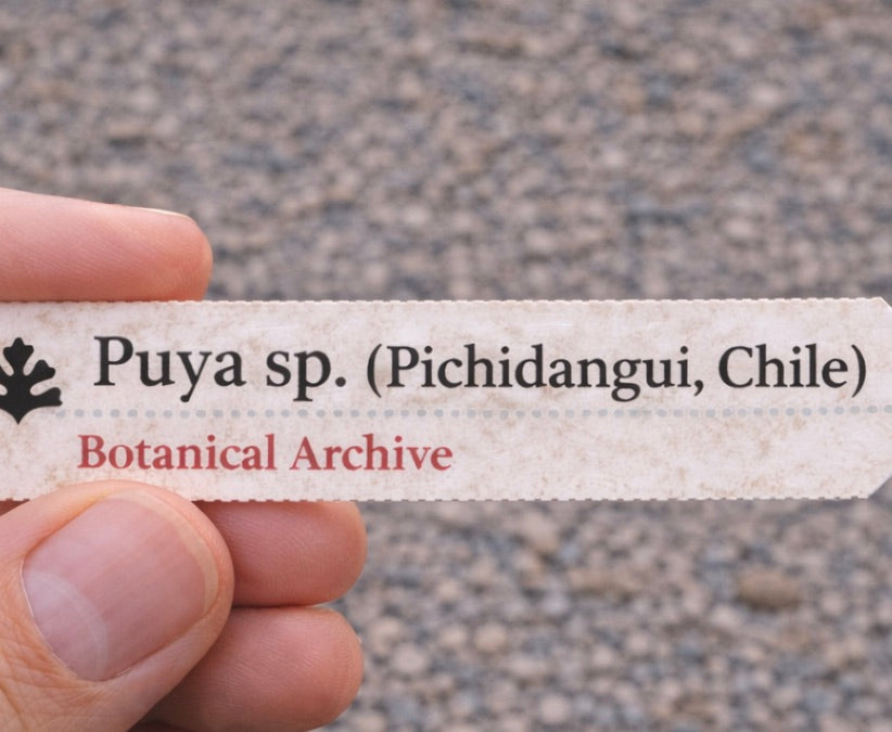 Étiquette végétale imprimée pour Puya sp. de Pichidangui, Chili tenue à la main