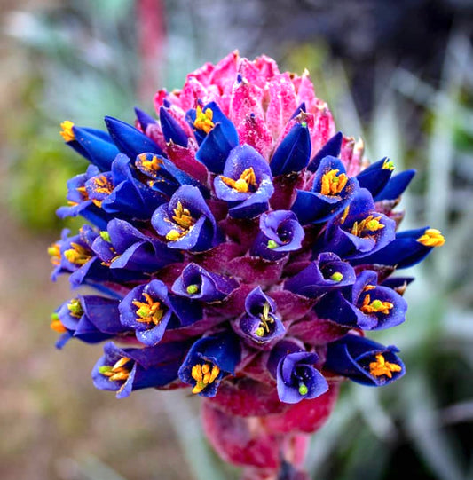 Puya venusta SEEDS