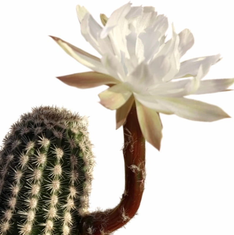 Pygmaeocereus akersii cactus with white blooming flower and spiny green stem