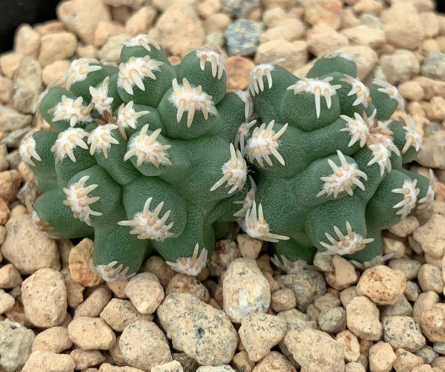 Pygmaeocereus bieblii rare small green cactus with white spines on rocky soil