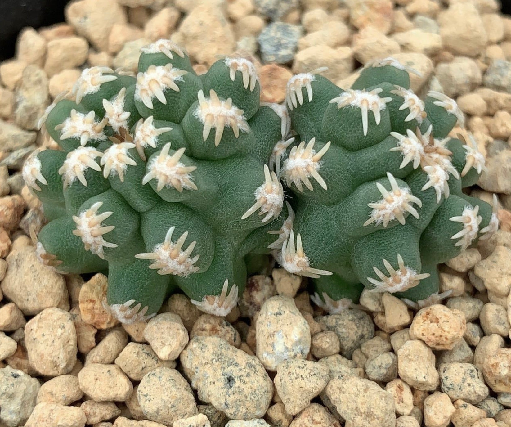 Pygmaeocereus bieblii rare small green cactus with white spines on rocky soil