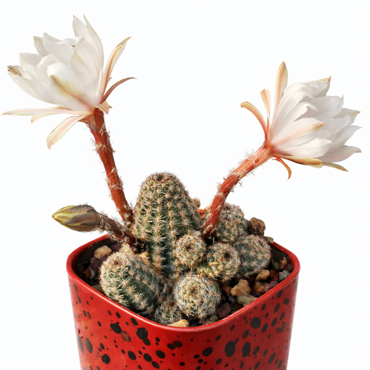 Pygmaeocereus familaris kleiner, gesellig wachsender Kaktus mit zarten weißen Blüten und stacheligen Stängeln in rotem Topf