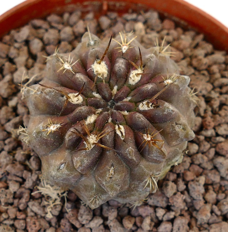 Pyrrocactus spec. El Sarco, Chile T13