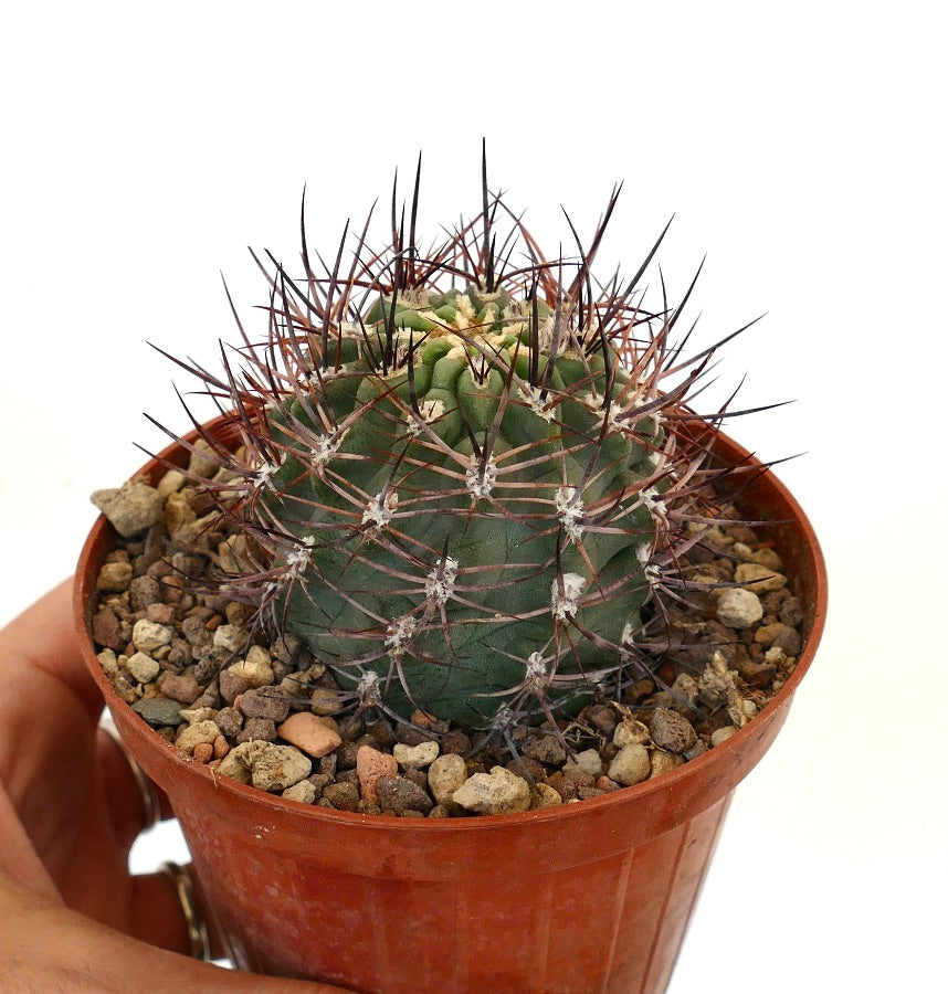 Pyrrhocactus Strausianus (syn. Eriosyce Strausiana) AW293 Los Colorados, CHILE H9S