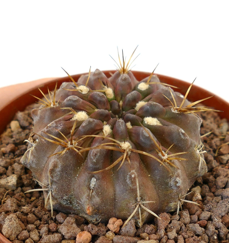 Pyrrocactus spec. El Sarco, Chile A23