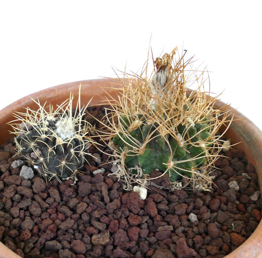 2 plants of Pyrrhocactus pulchellus var. albispinus 2CX