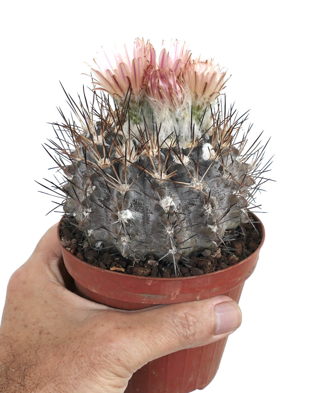 Pyrrhocactus vertongenii SUPER GREY K2K