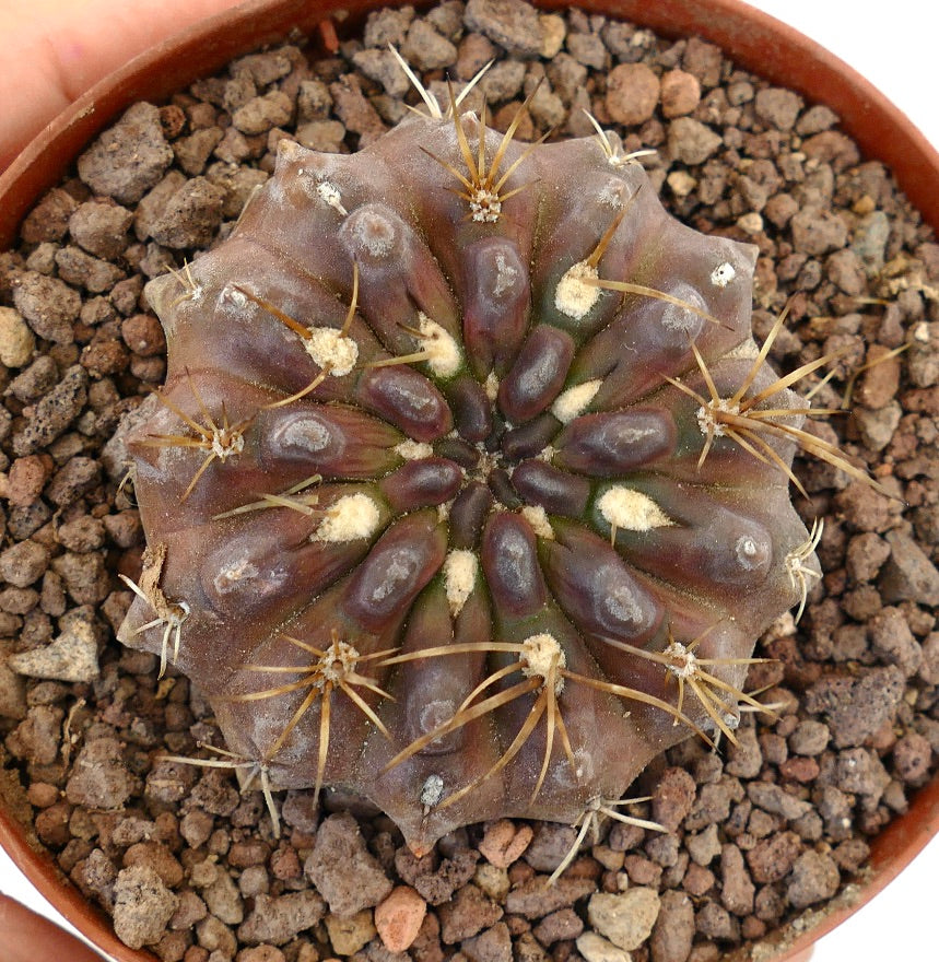 Pyrrocactus spec. El Sarco, Chile A23