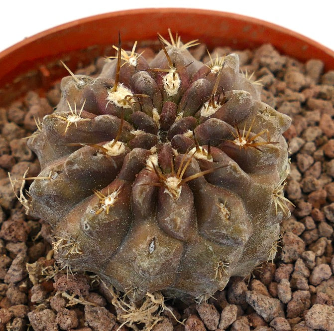 Pyrrocactus spec. El Sarco, Chile T13