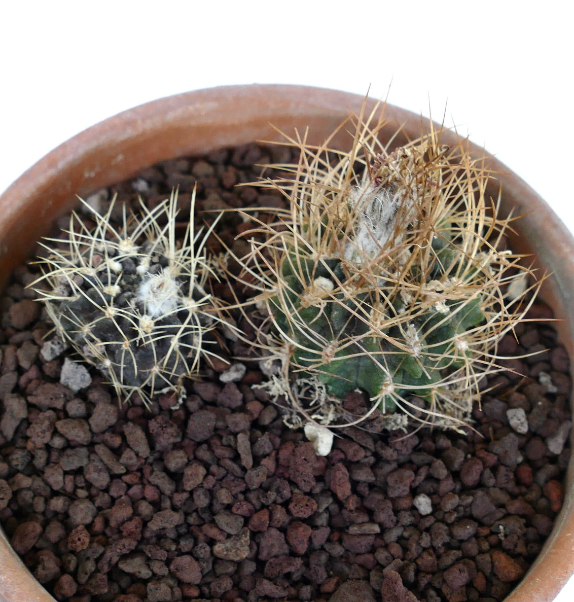 2 plants of Pyrrhocactus pulchellus var. albispinus 2CX