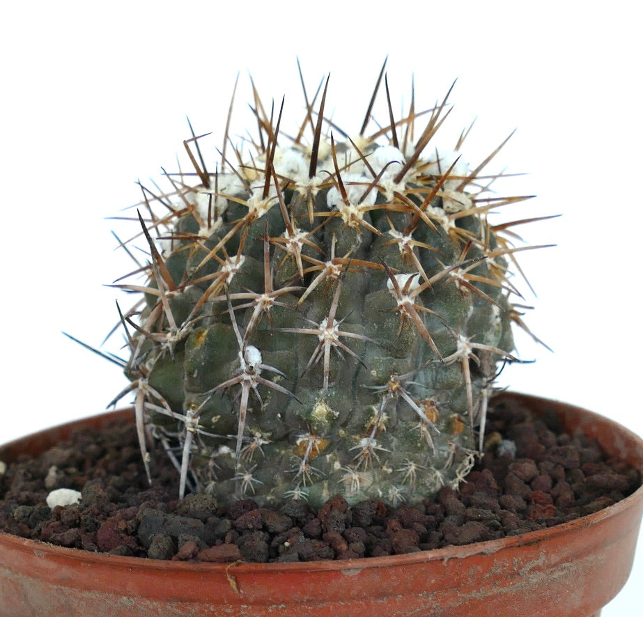 Pyrrhocactus sp. AW282 HUASCO CALETA-SARCO AW282