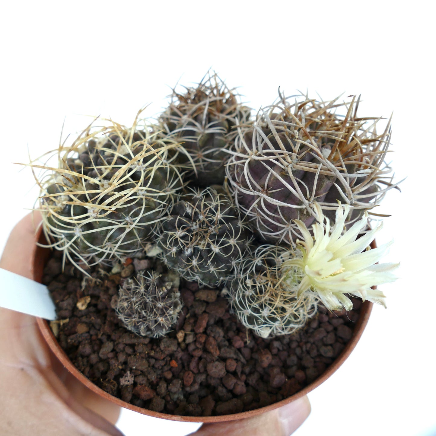 Pyrrhocactus pulchellus var. albispinus FULL POT T65