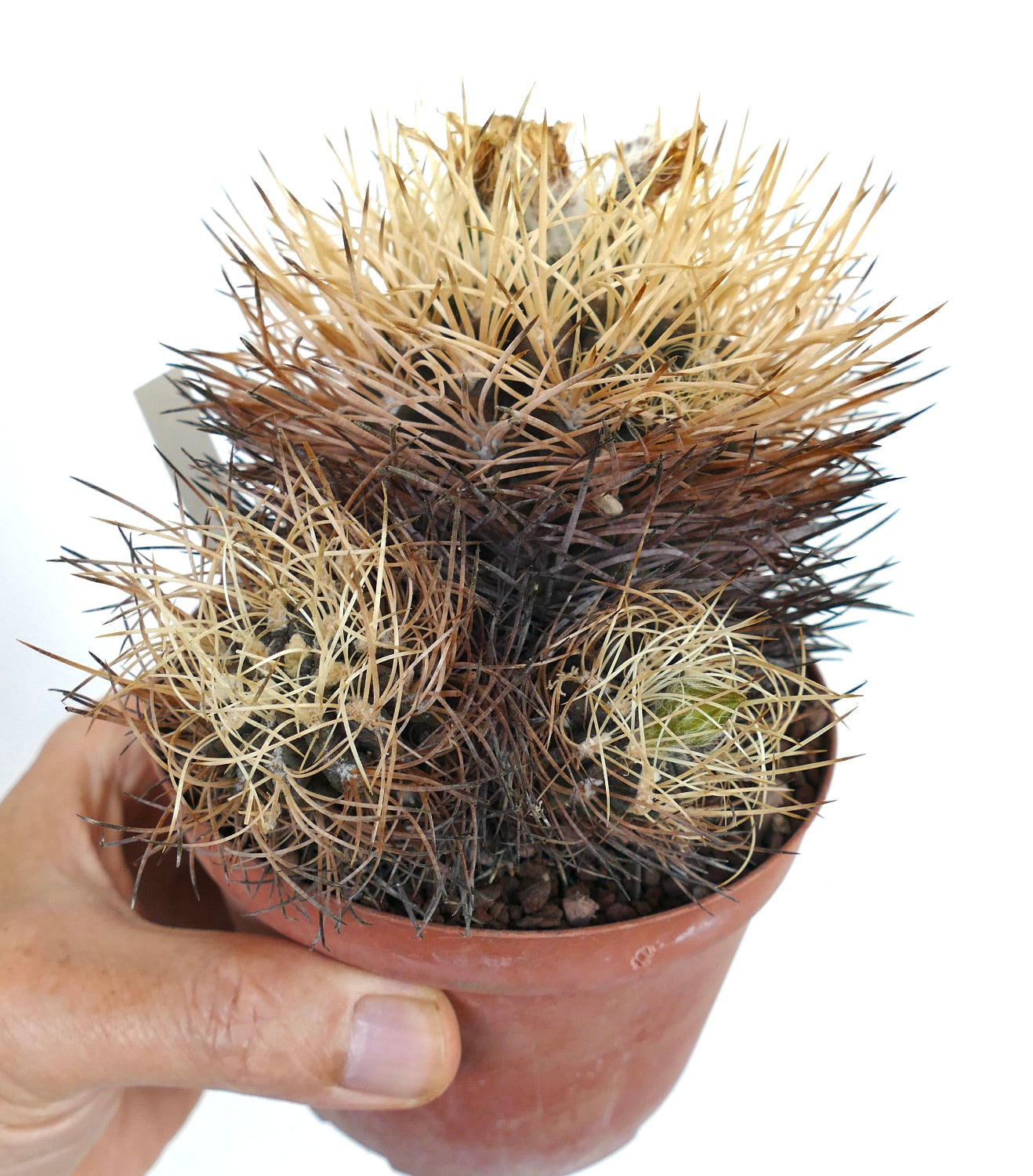 Pyrrhocactus pulchellus var. albispinus LSR21