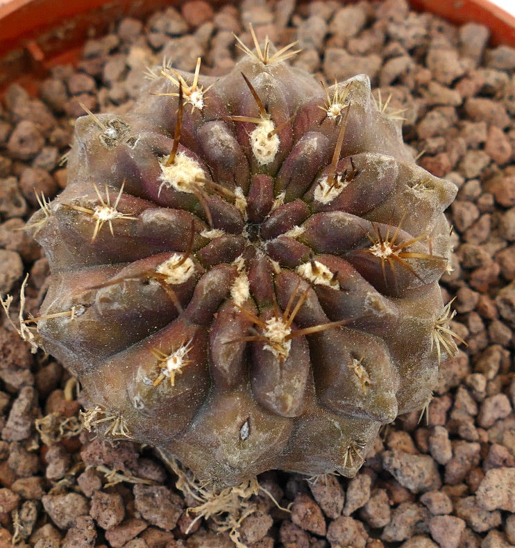 Pyrrocactus spec. El Sarco, Chile T13