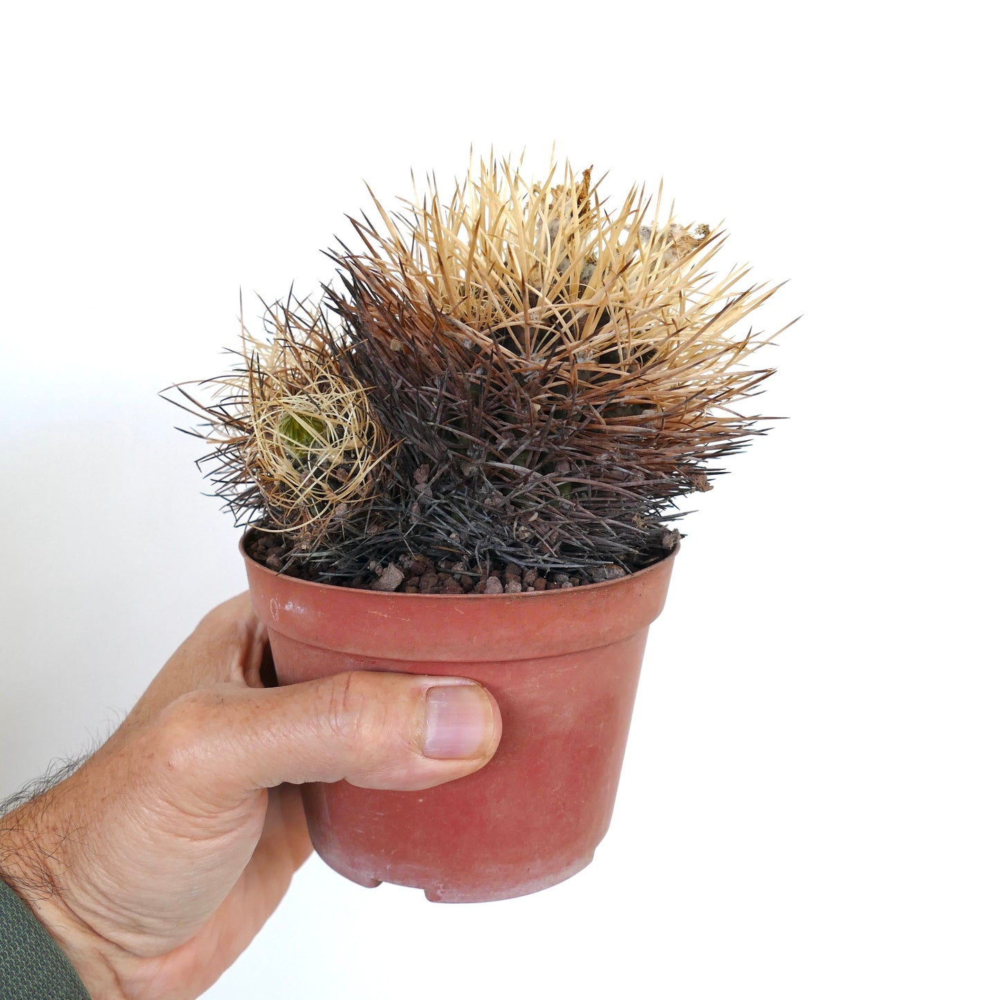 Pyrrhocactus pulchellus var. albispinus LSR21