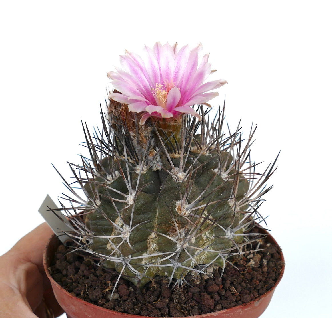 Pyrrhocactus scoparia VV101