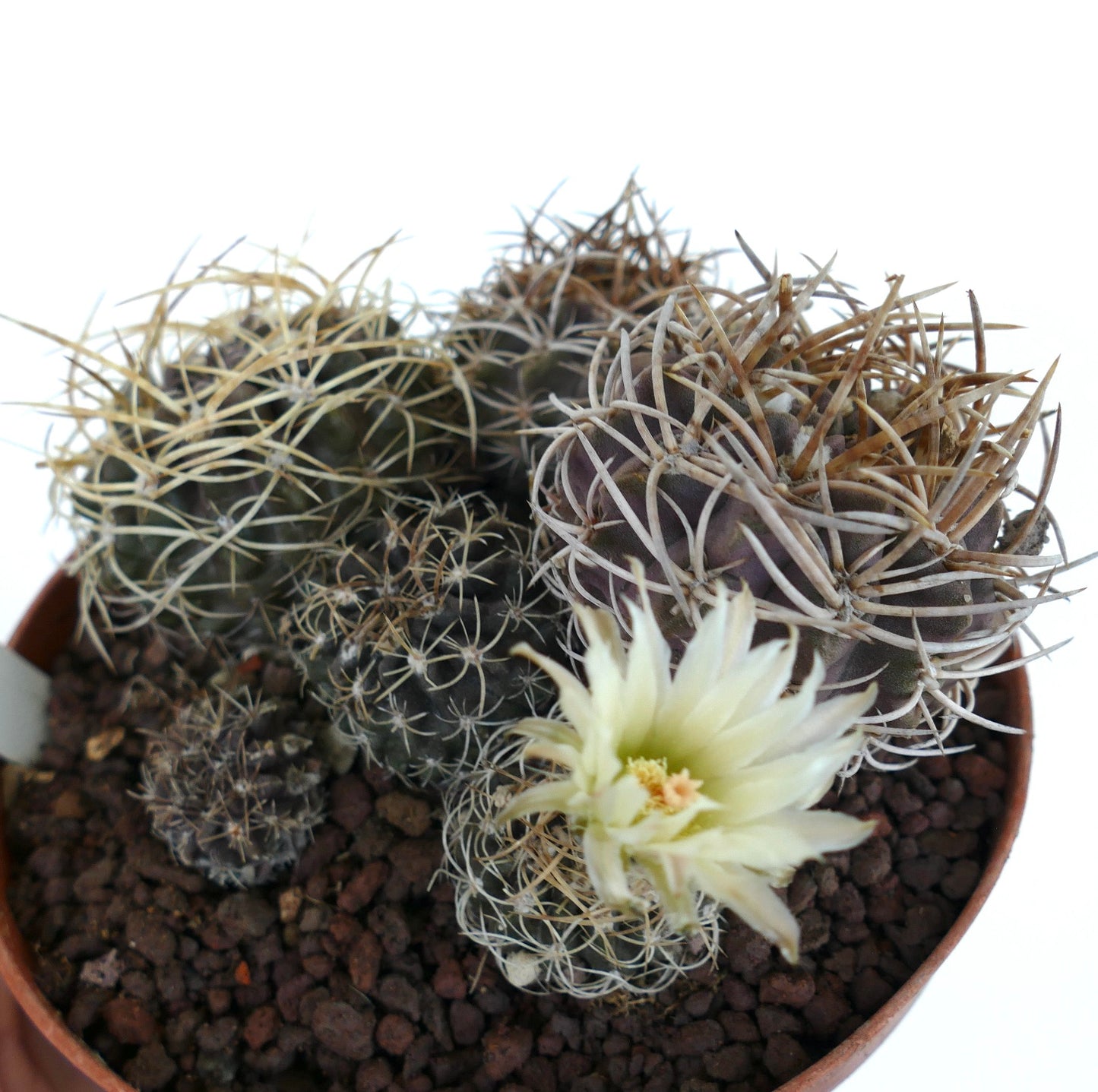 Pyrrhocactus pulchellus var. albispinus FULL POT T65