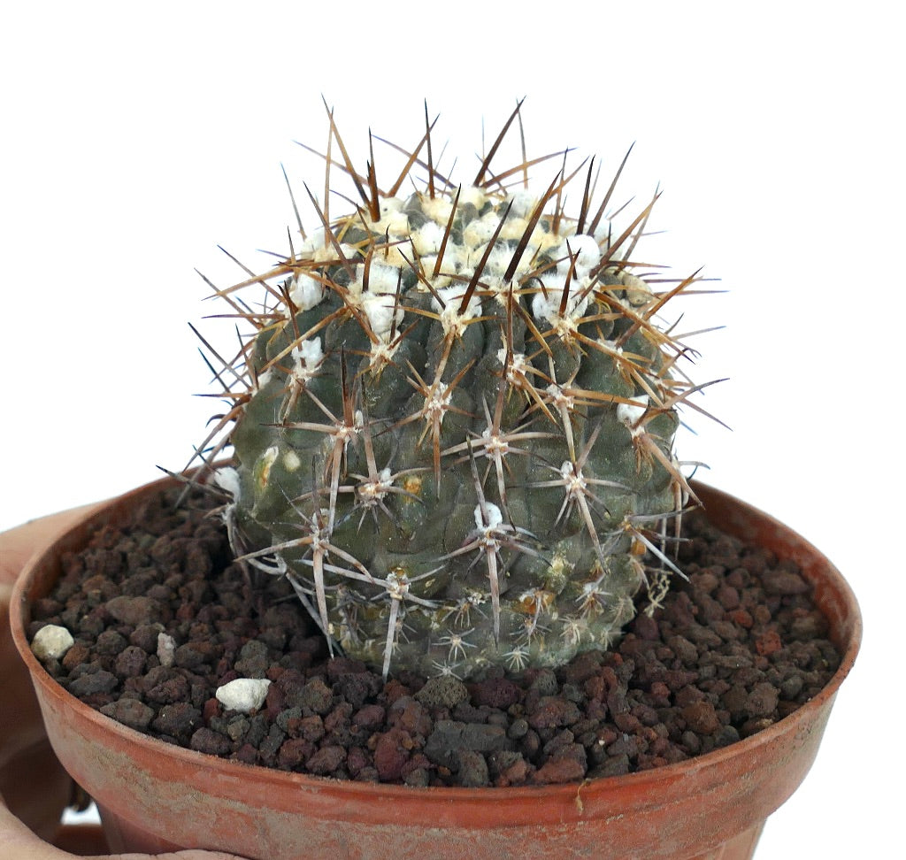 Pyrrhocactus sp. AW282 HUASCO CALETA-SARCO AW282