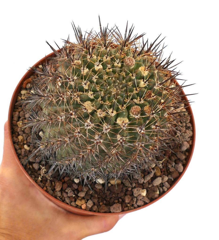 Pyrrhocactus sp. from Chincollo, CHILE Y5