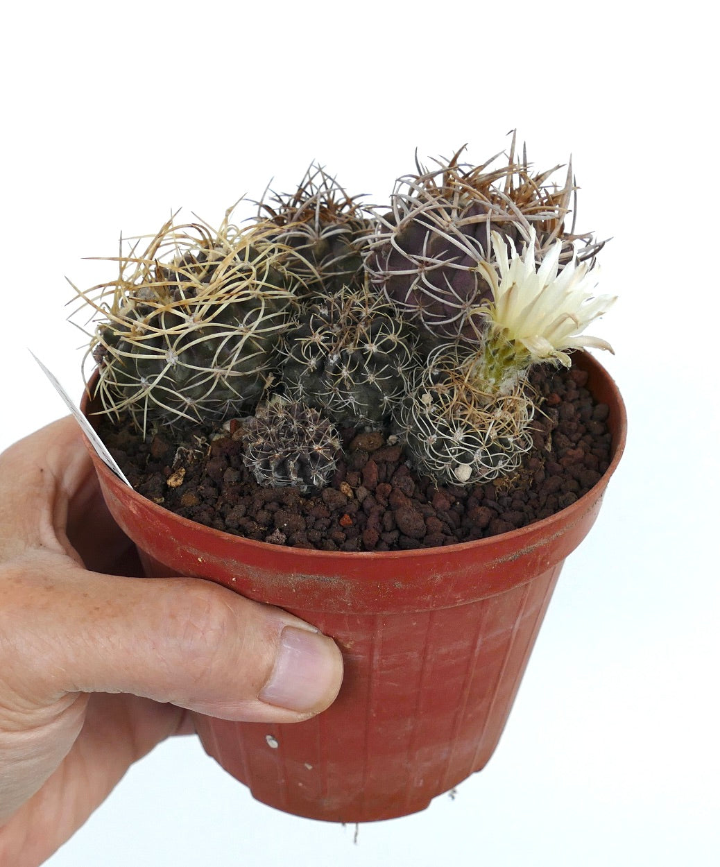 Pyrrhocactus pulchellus var. albispinus FULL POT T65