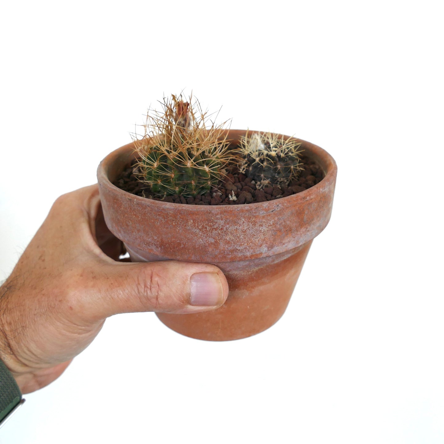 2 plants of Pyrrhocactus pulchellus var. albispinus 2CX