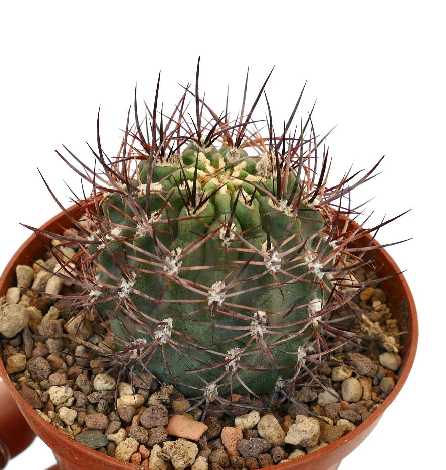 Pyrrhocactus Strausianus (syn. Eriosyce Strausiana) AW293 Los Colorados, CHILE H9S