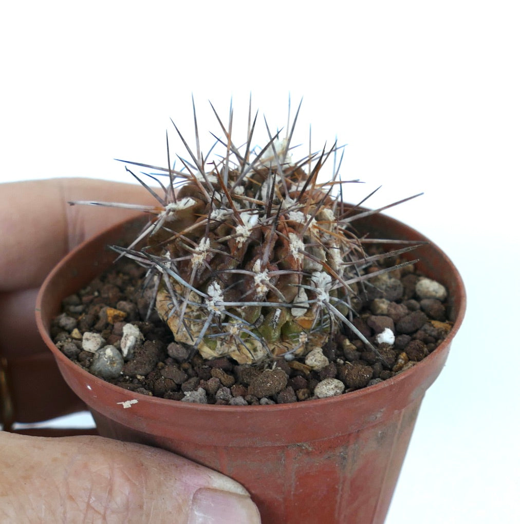 Pyrrocactus sp. AW282 HUASCO CALETA-SARCO 33001