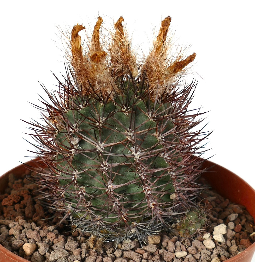 Pyrrhocactus AW293 green cactus with dense dark spines and dried flower remnants in pot