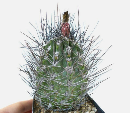 Pyrrhocactus paucisostata cactus verde con espinas largas y densas y yema superior rojiza