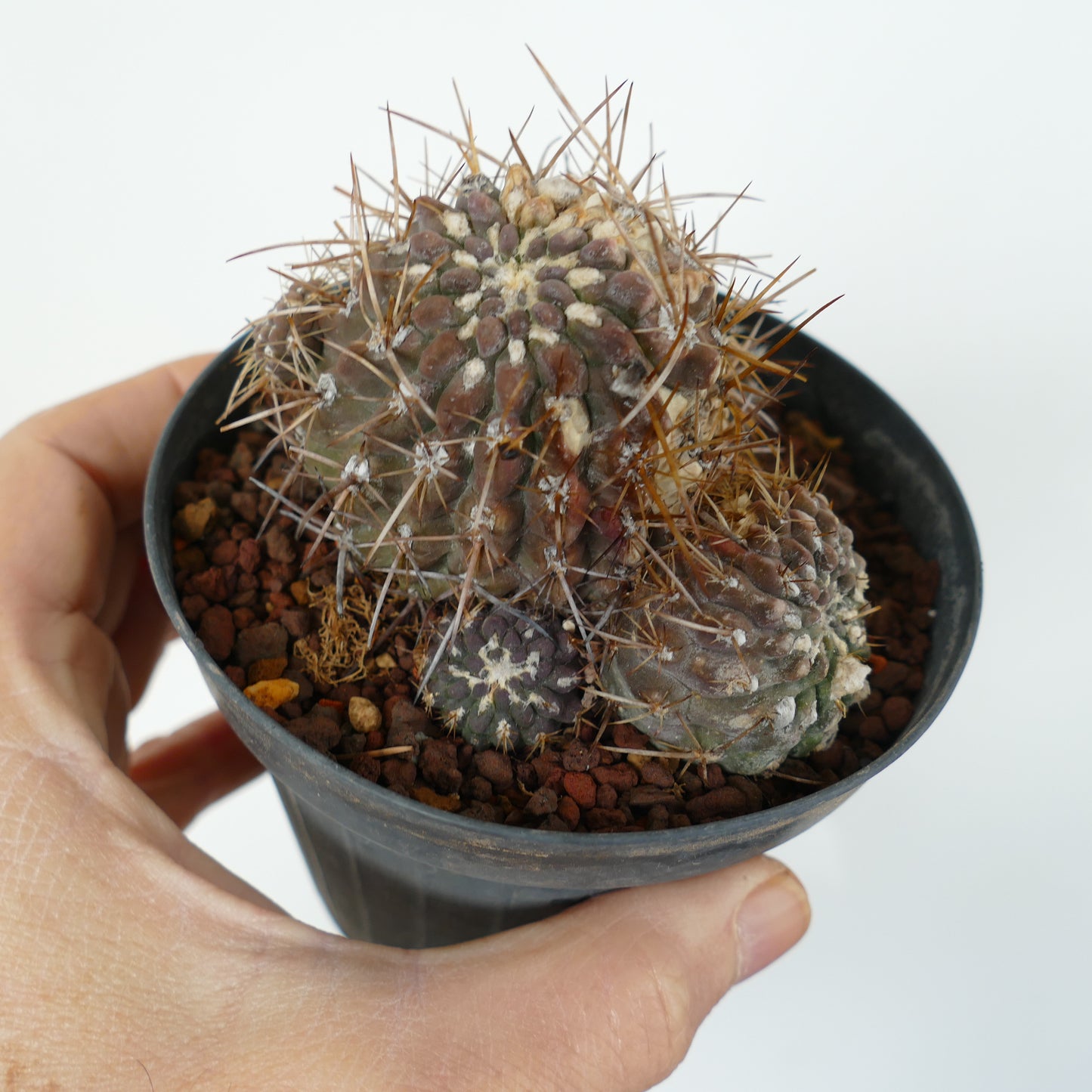 Pyrrhocactus affinis to specie of Vilos Illapel, Chile (3 HEADS CLUSTER)