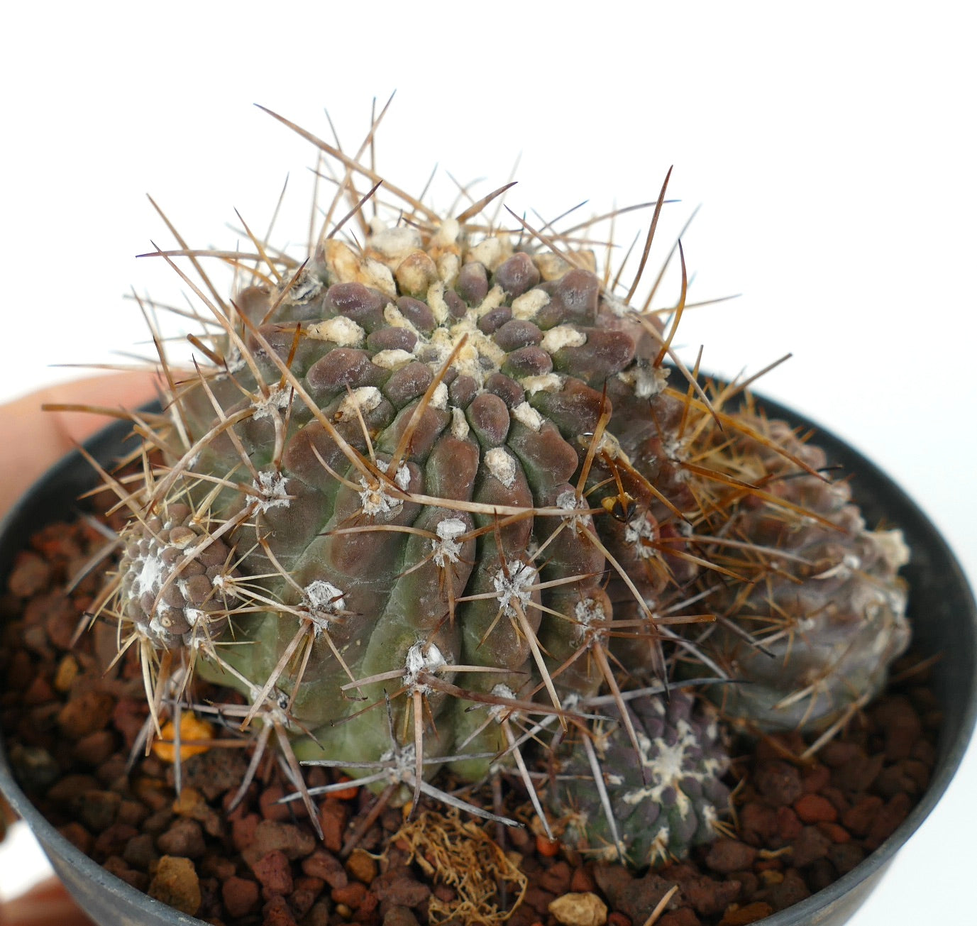 Pyrrhocactus affinis to specie of Vilos Illapel, Chile (3 HEADS CLUSTER)