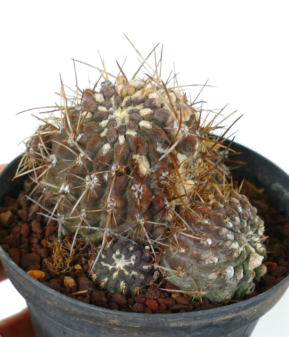 Pyrrhocactus affinis to specie of Vilos Illapel, Chile (3 HEADS CLUSTER)