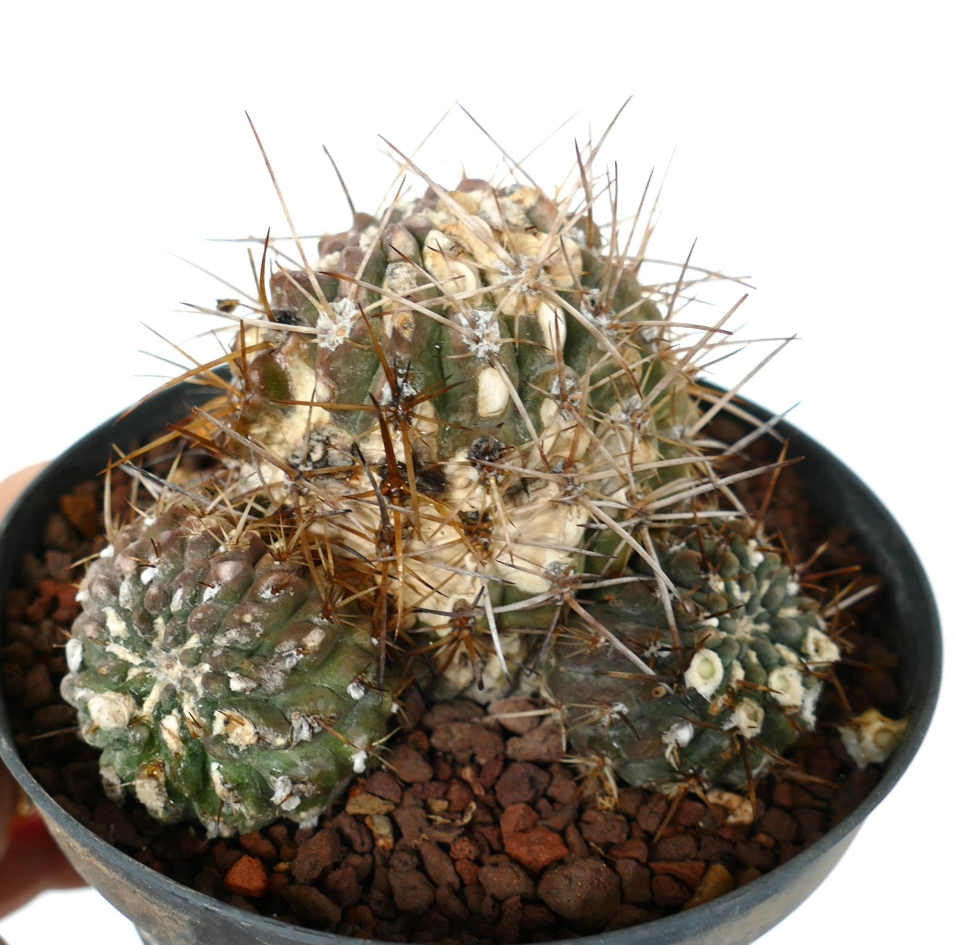 Pyrrhocactus affinis to specie of Vilos Illapel, Chile (3 HEADS CLUSTER)