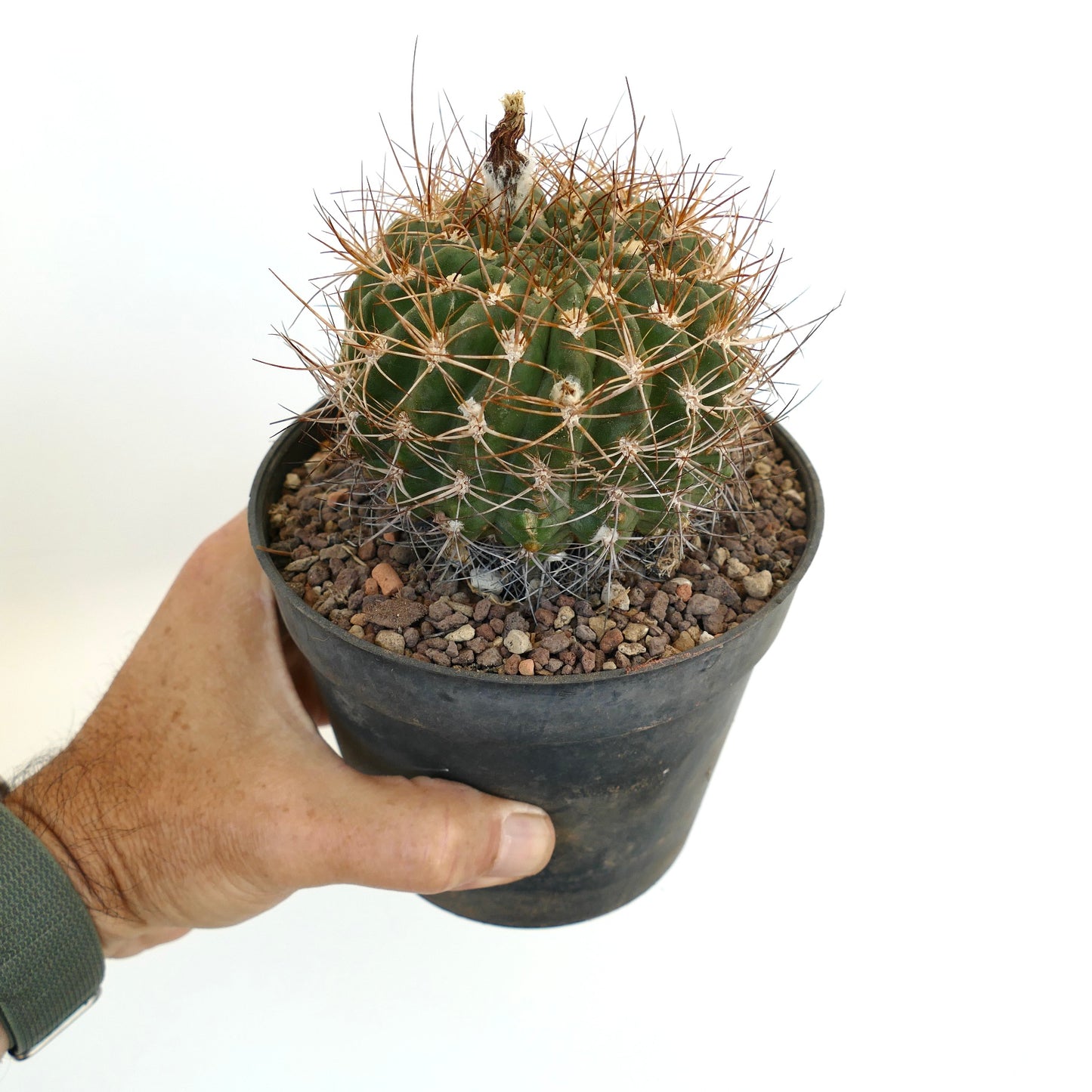 Pyrrhocactus aspillageae var. mechleri A24