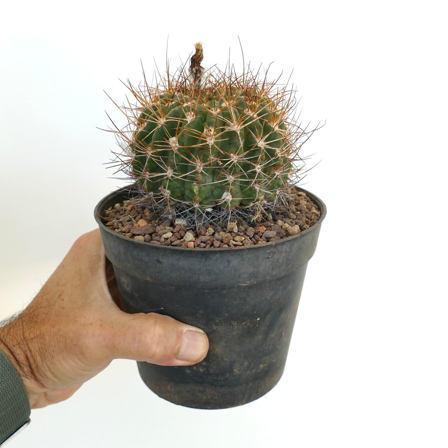 Pyrrhocactus aspillageae var. mechleri A24