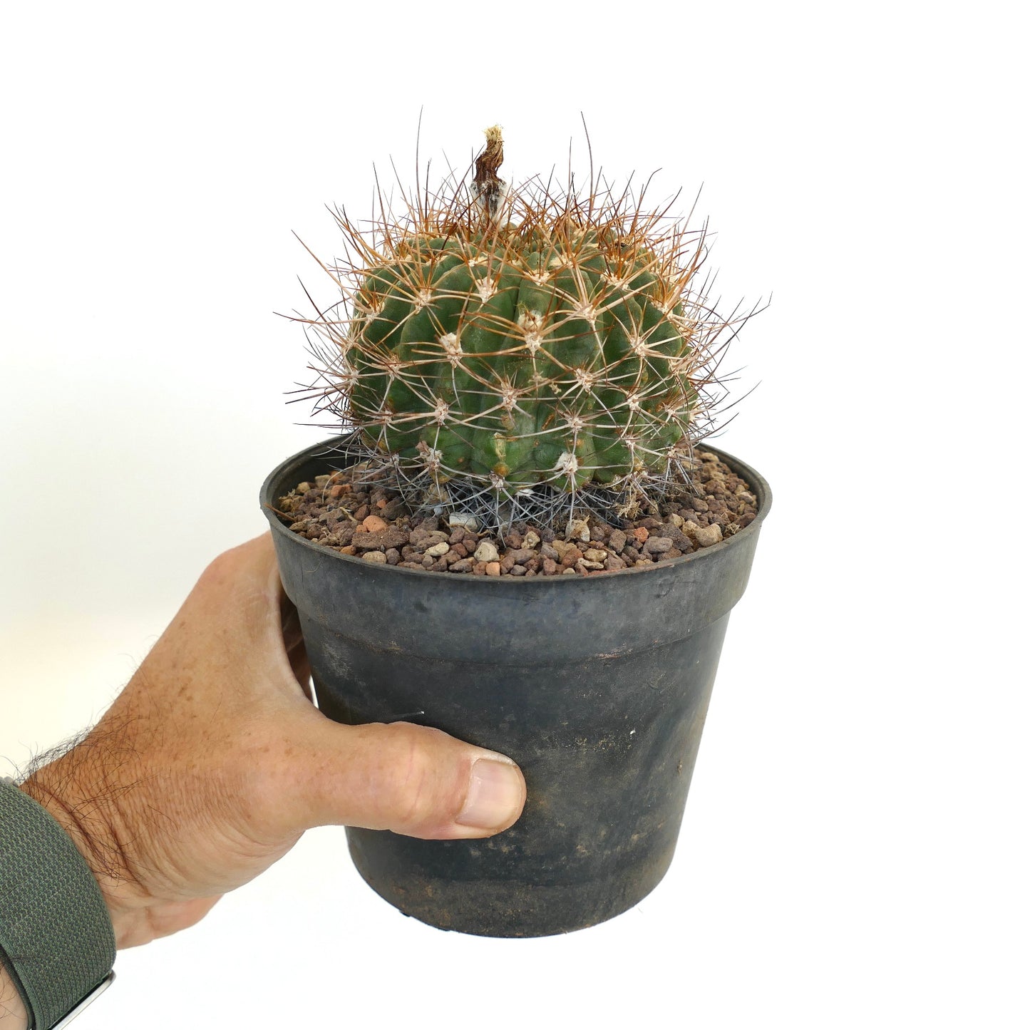 Pyrrhocactus aspillageae var. mechleri A24