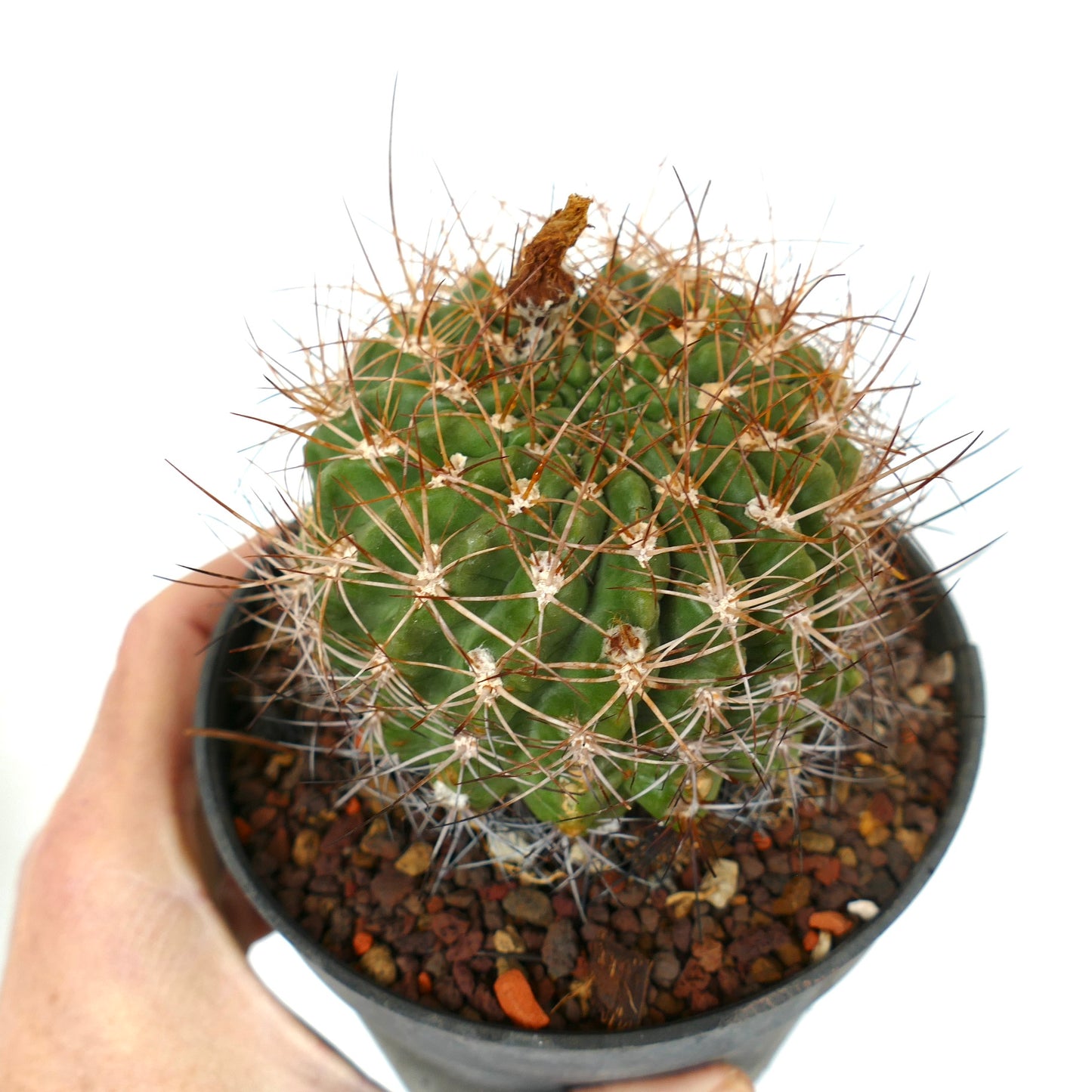 Pyrrhocactus aspillageae var. mechleri