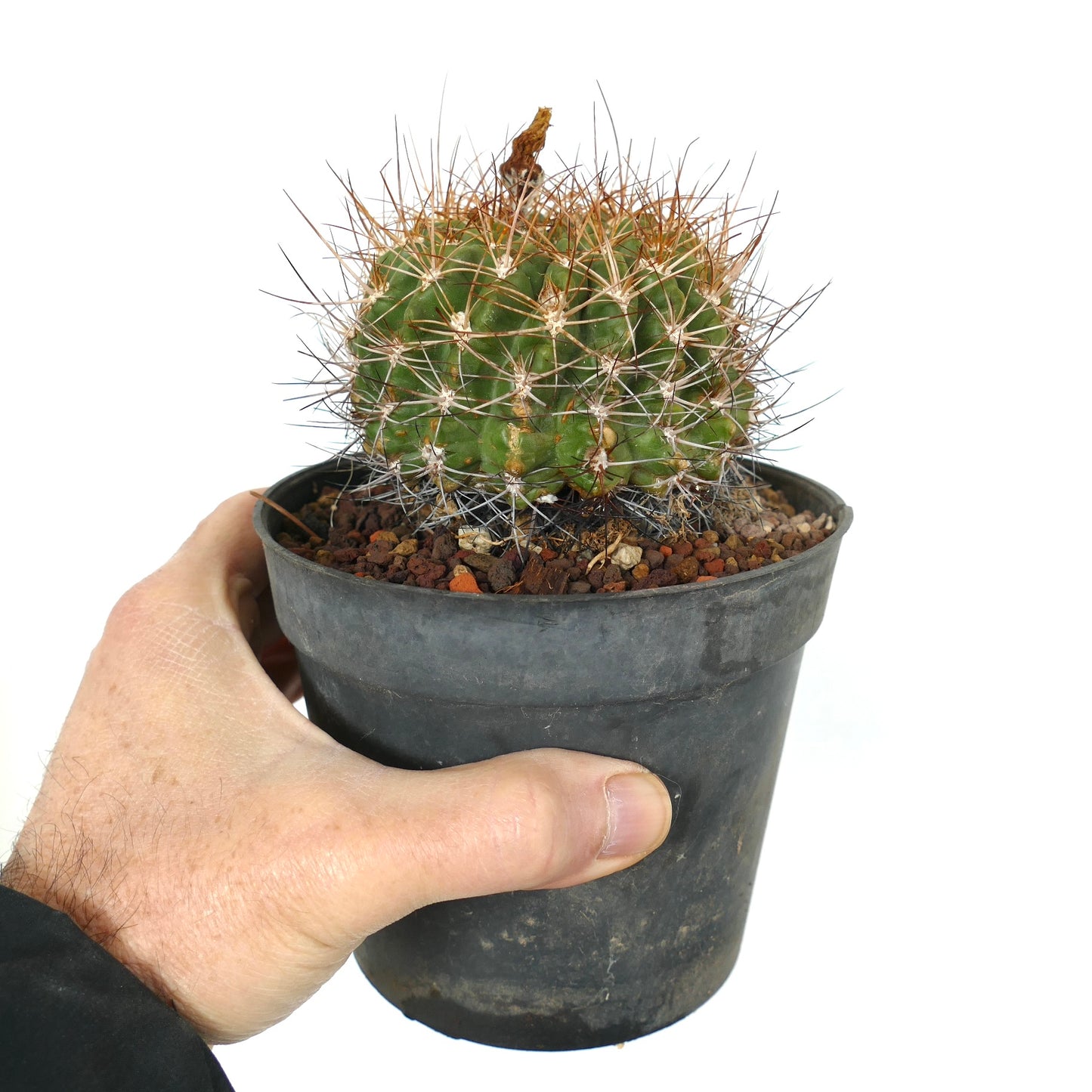 Pyrrhocactus aspillageae var. mechleri