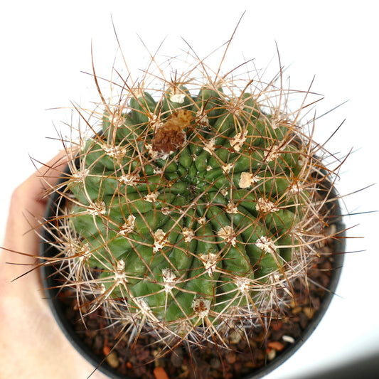 Pyrrhocactus aspillageae var. mechleri