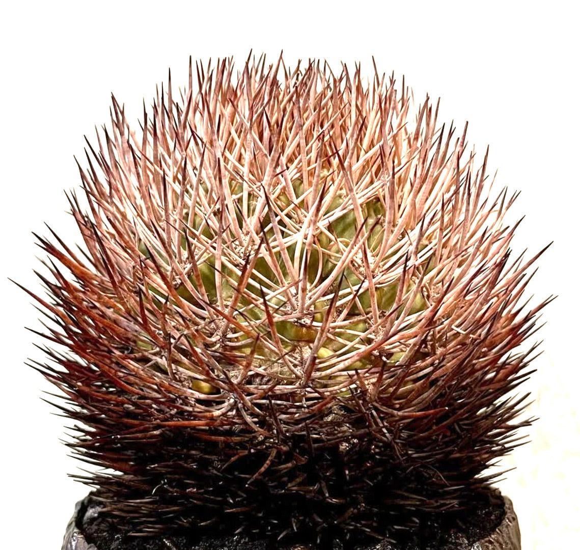 صبار بيروككتوس بولبوكاليكس مع أشواك كثيفة ذات لون بني مائل إلى الأحمر وجسم أخضر مستدير